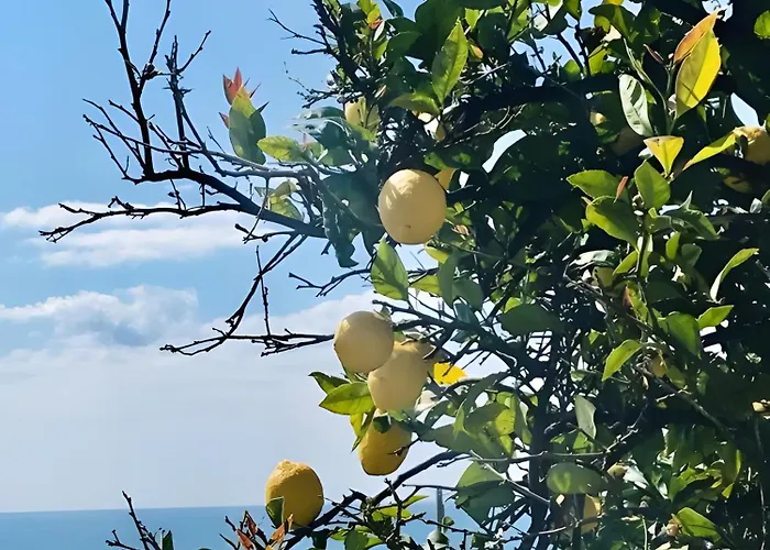 Gli Ulivi *