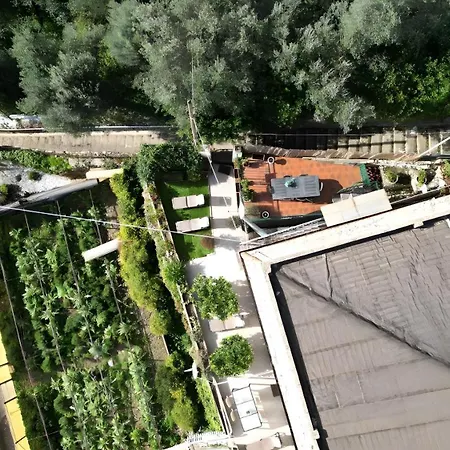 Gli Ulivi *